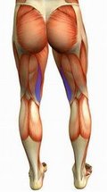Semimembranosus