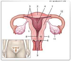 Abbildung Gebärmutter