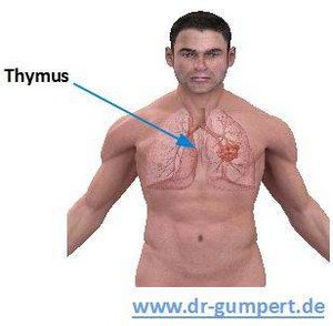 Lage des Thymus im Körper