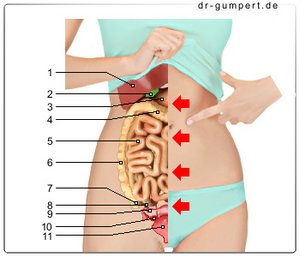 Abbildung rechtsseitiger Bauchraum