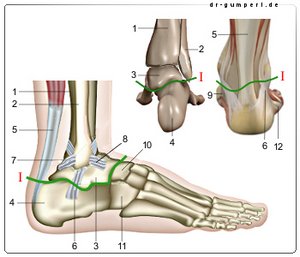 Abbildung unteres Sprunggelenk