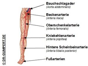Abbildung der Beinschlagader