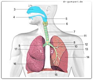 Abbildung Atmungsorgane mit der rechten und linken Lunge von vorn
