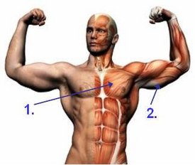 Brustmuskeltraining