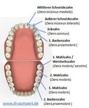 Schematische Darstellung zur Aufbau eines Zahnes