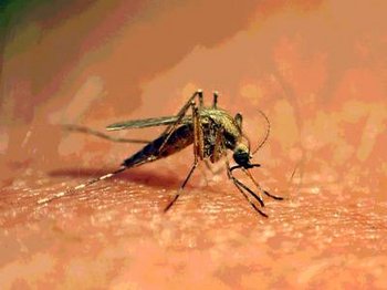 Malaria