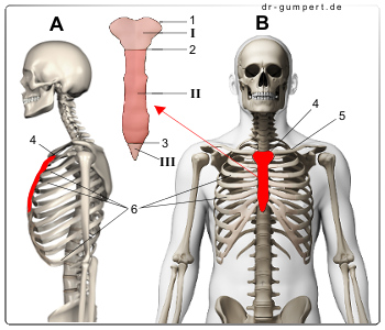 Abbildung Knochengerüst des Brustkorbs