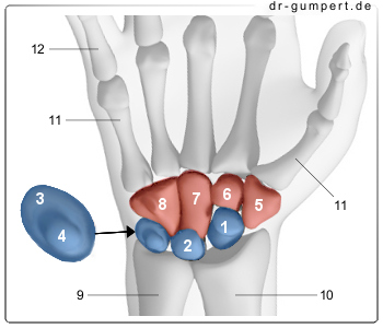 Abbildung Handwurzelknochen