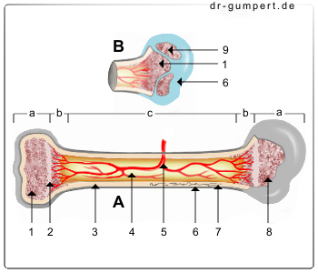 Abbildung Aufbau des Röhrenknochens