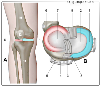 Abbildung rechtes Kniegelenk von vorn (A) und Blick auf die Menisken von ob...