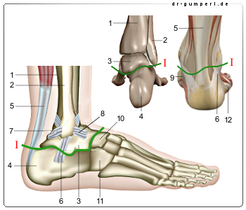 Abbildung unteres Sprunggelenk