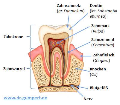 Zahnschmelz