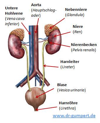 Nierensteine werden immer häufiger Hirslanden Bibliothek