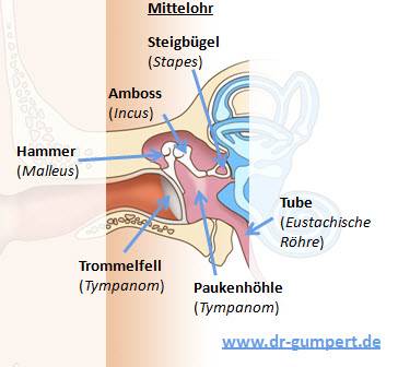 Mittelohr Mittelohr