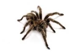 Arachnophobie