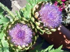 Artischocke - Blüte