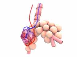COPD Alveole