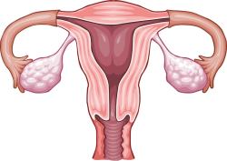 Gebärmutter ohne schwangerschaft ultraschall Ultraschall in