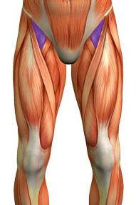 Iliopsoas