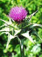 Mariendistel