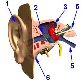Abbildung Ohr