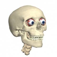 Abbildung Auge schematische Abbildung Auge