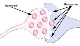 Ausschüttung der Neurotransmitter