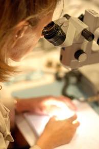 Entwicklung Myom