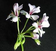 Umckaloabo, Kapland - Pelargonie