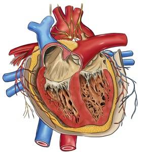 Abbildung der Vena cava