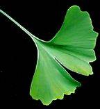 Ginkgo Blatt