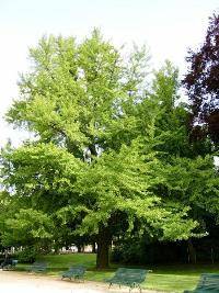 Ginkgo Baum