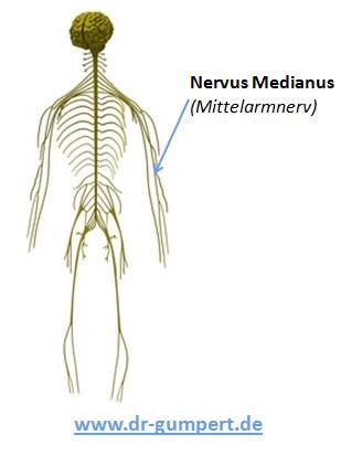 nervus medianus