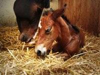 ADS Reittherapie